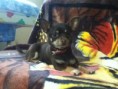 Papa Chihuahua